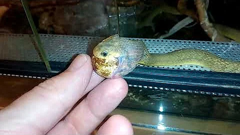 Male African Egg eating snake feeding
