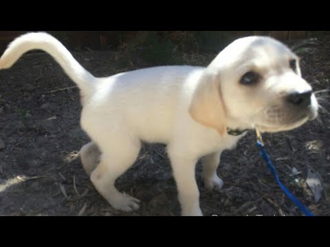 How To Potty Train Your Dog Or Puppy In Hindi.