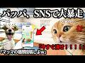 父親がインスタで家族を勝手に晒して、母親にブチギレられました #猫ミーム #猫マニ