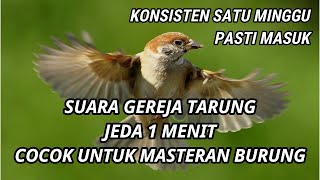 SUARA GEREJA TARUNG, JEDA 1 MENIT SPEED RAPAT JERNIH