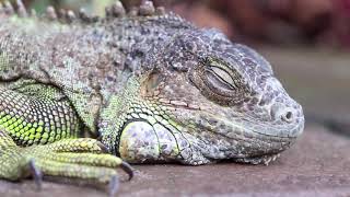 Most Beautiful Lizards In The World | The Beauty of Nature