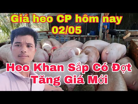 Giá Heo Ngày Hôm Nay, Nguồn Vẫn Khan Miền Bắc Dự Sắp Có Đợt Tăng Giá Mới,@nongtraihoakieu