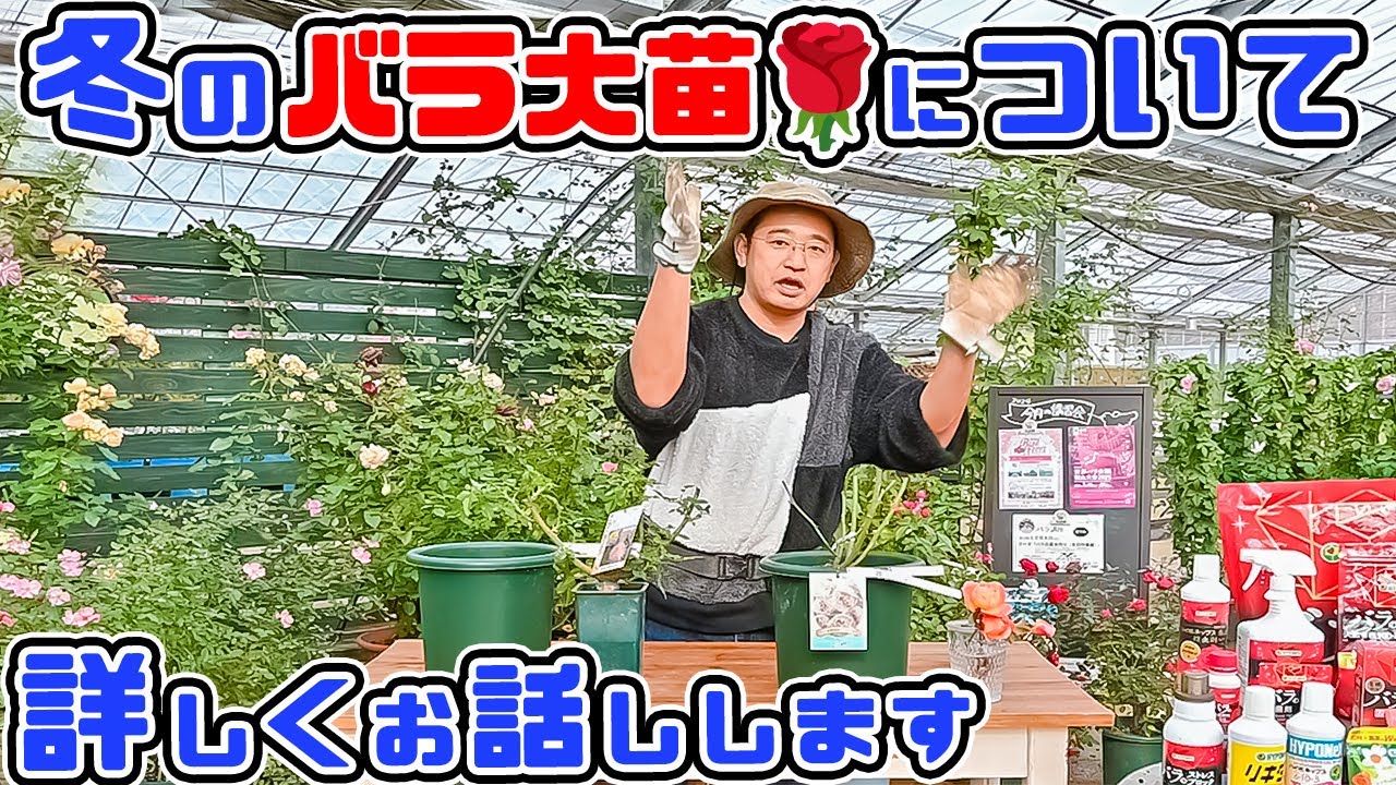 これで納得ｯ!?【バラ大苗の管理方法】冬のバラ大苗についてお話ししていきます。バラ専門店店長・高木大輔さん