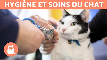 Comment couper les ongles d'un chat sans se faire griffer ?