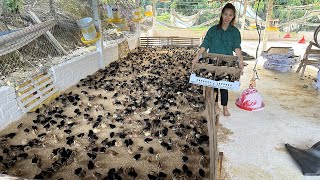 Buy more chicks to raise, How to take care of 5,000 newly hatched chickens