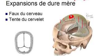 Méninges Neuroanatomie explication la plus claire avec Pr Hasboun