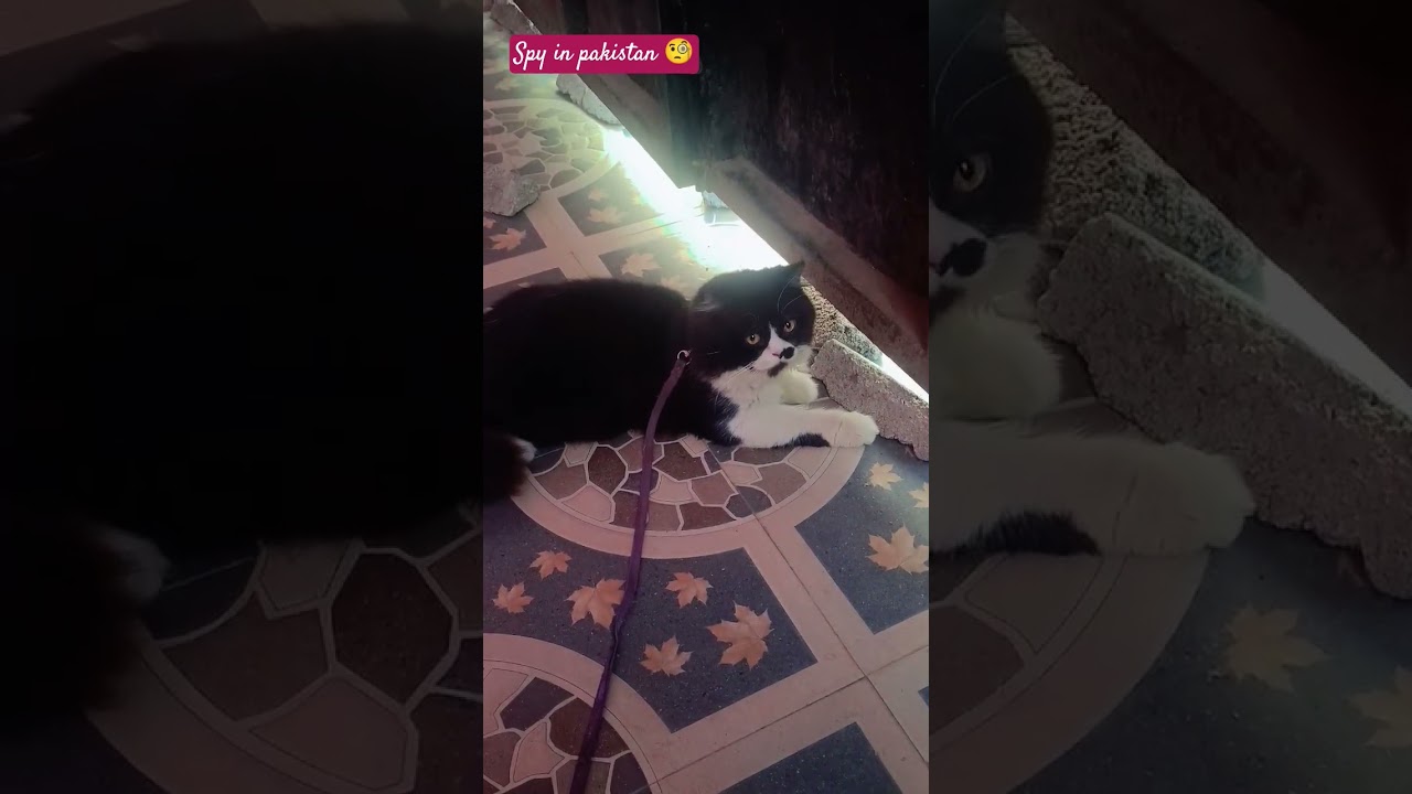 cute blacko #spy in pakistan