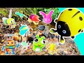 Learn Bug Insect Names &amp; Facts for Kids at the Small Waterfall: Caterpillar Ladybug Centipede