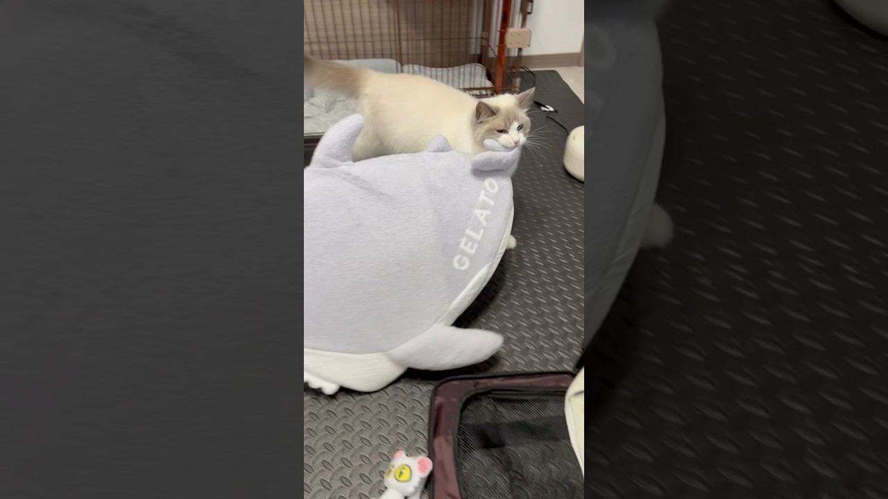 ジェラートピケのサメハウス！猫が入ってる姿が可愛すぎる！ | 猫のち
