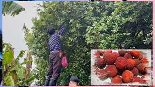果肉細緻多汁，酸甜交織的「楊梅」，樹長的太過高大，採摘起來特別麻煩！2025年5月25日