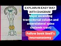Tracts of spinal cord|major ascending tracts| dorsal column and anterolateral spino thelamic tract