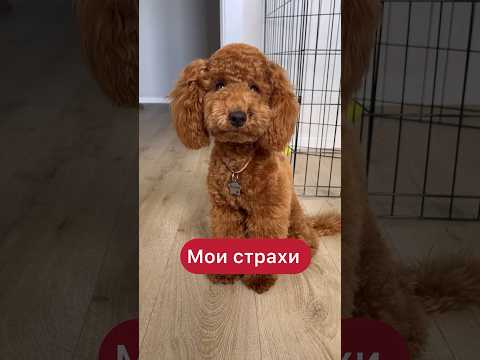 Мои страхи оправдались. С собакой сложно? #тойпудель #собака #собакавдоме #пудель Арт. 168350650
