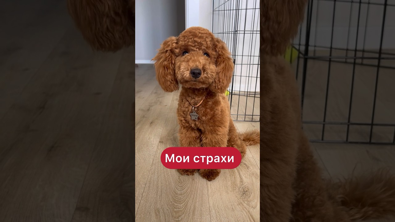 Мои страхи оправдались. С собакой сложно? #тойпудель #собака #собакавдоме #пудель Арт. 168350650