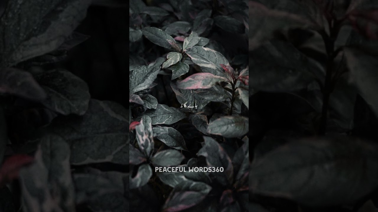 Ajmal Raza Qadri#lines #trending #bayan