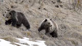 Hungry Grizzly Bear Cubs.