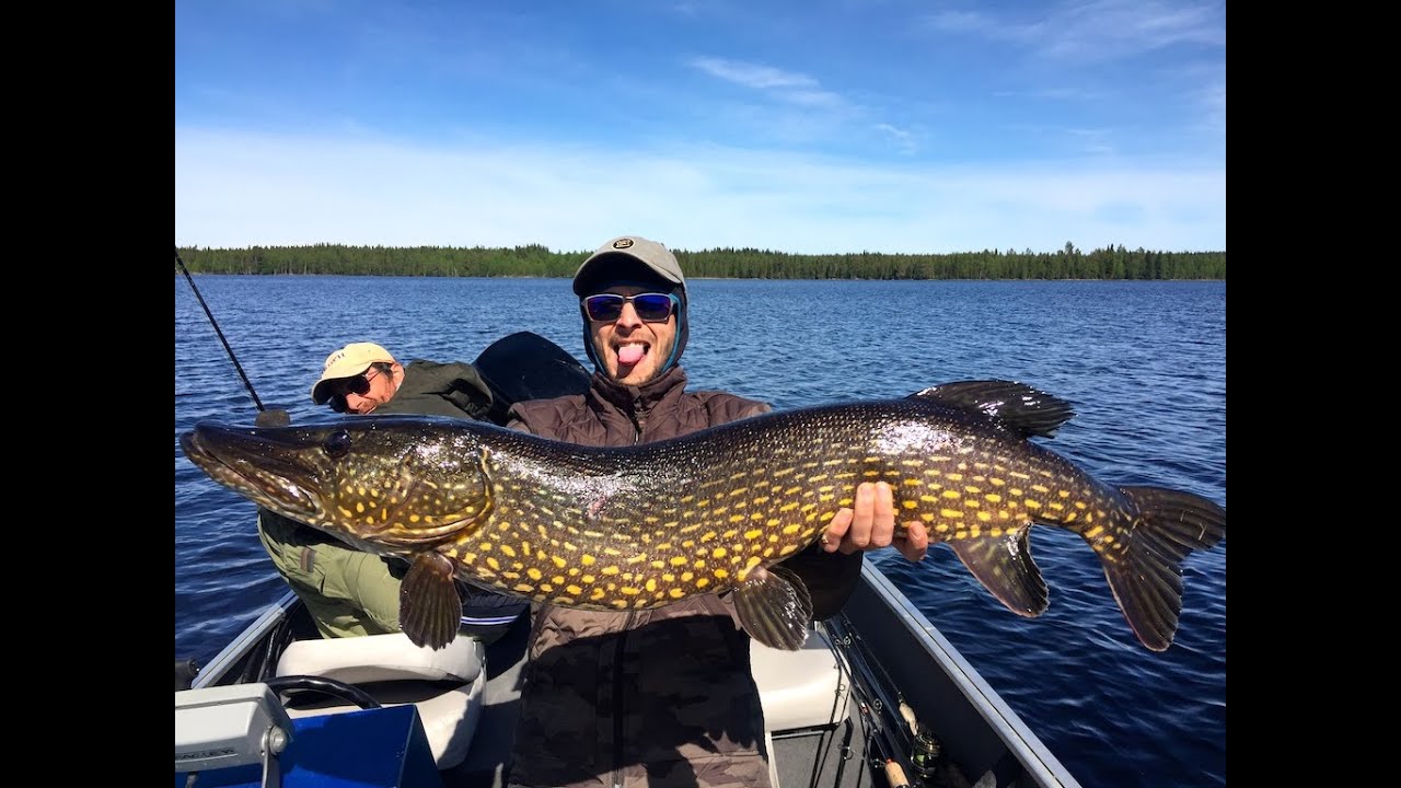 Fly Fishing for Pike in Sweden YouTube