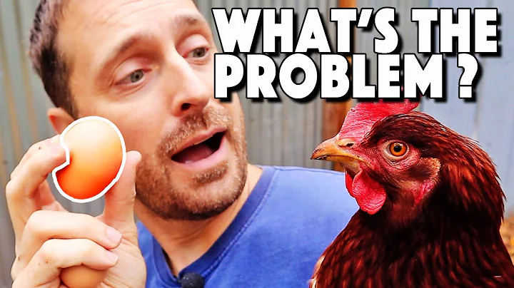Calcium For Chickens | How, When, And Why To Give It To Them | Chicken Egg Shell Thin? - DayDayNews