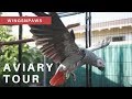 Aviary Tour with my African Grey