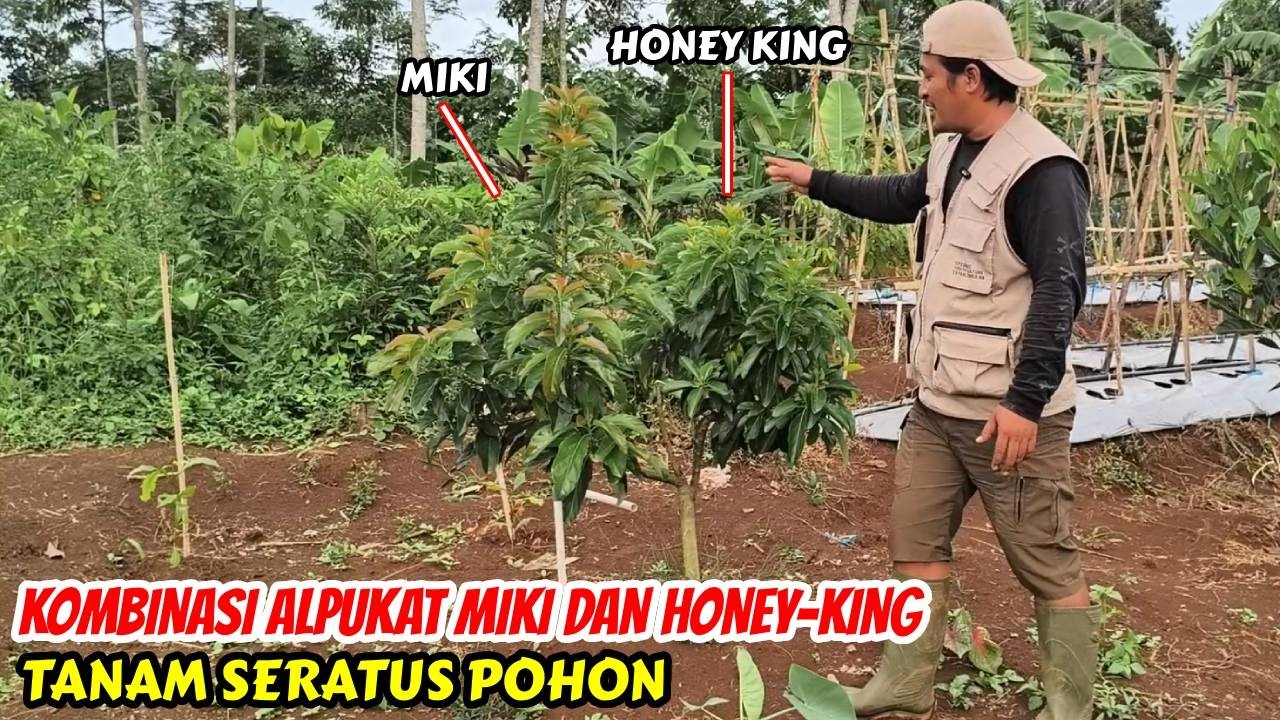 Kenapa Saya Padukan Alpukat MIKI dan HONEY KING? Ini Alasannya!