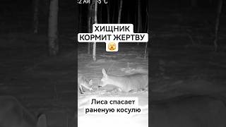 🦊💔 Хищник кормит жертву... Лиса спасает раненую косулю. Шок!