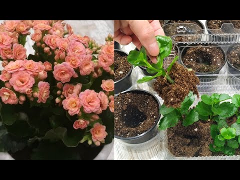 Video: Yuav Tu Kalanchoe Kalandiva Li Cas