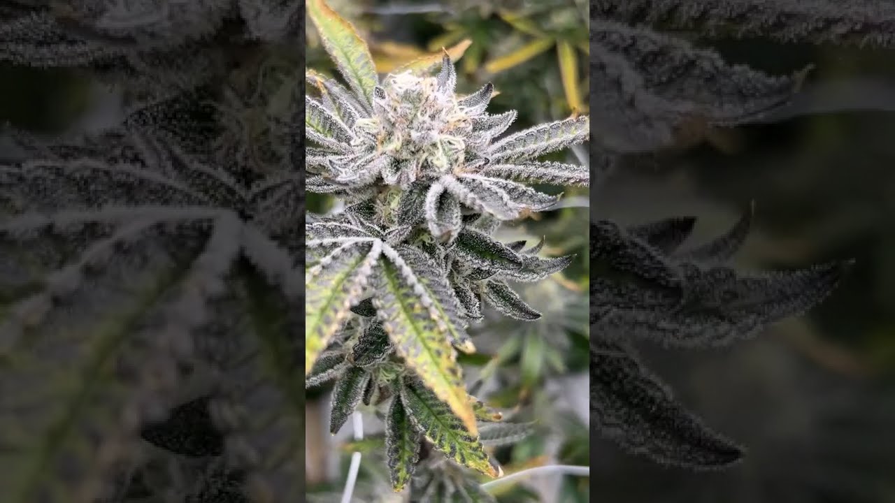 🍋 B.S.E. × Lemon Fire OG by Breed By 42  