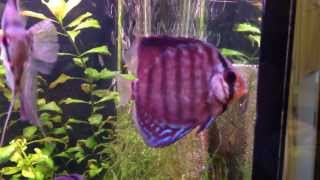 Hd Discus Istanbul 3