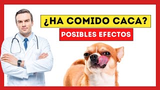 😱¿Qué Pasa si mi Perro Come CACA de GATO? [Esto es lo que le OCURRE a tu Mascota]