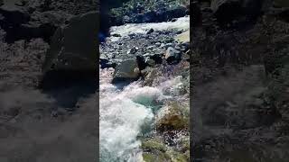 горные реки Дагестана #love #song #дагестан
