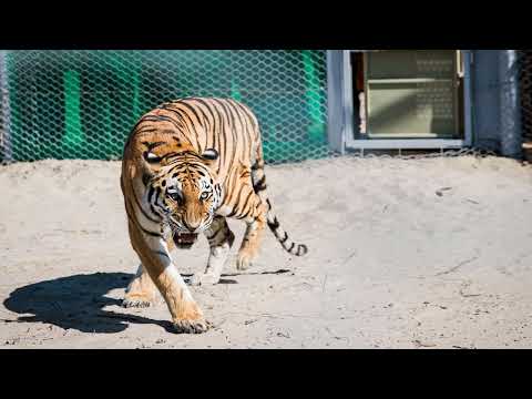 Сміливий план Казахстану щодо повернення тигрів через 70 років