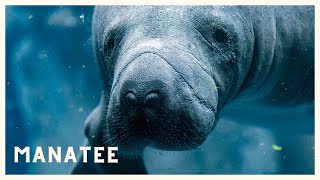 Manatee sounds underwater in the river of the Caribbean Sea!