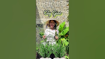 Bộ 3 anh em xuong rồng dễ trồng #hoanglonggarden #xuongrongtaitho   #cayxuongca #caytrongchau