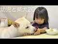 幼児と柴犬20
