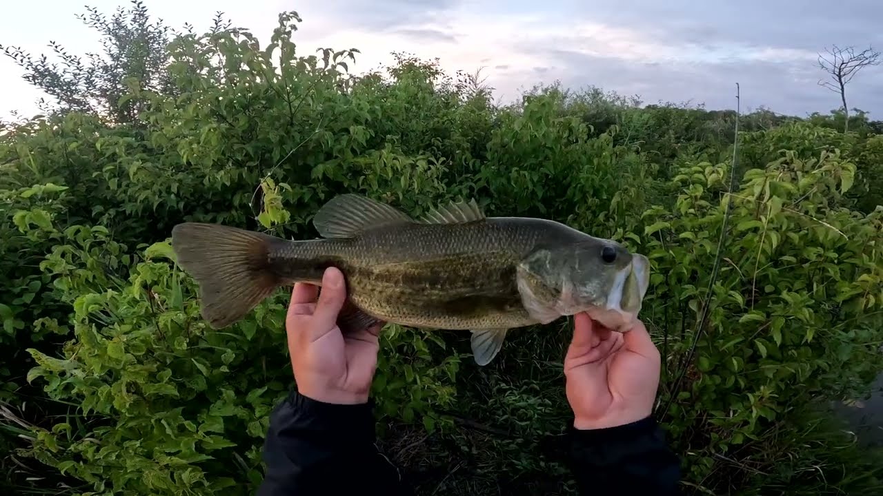Unexpected Visitors While Bass Fishing!
