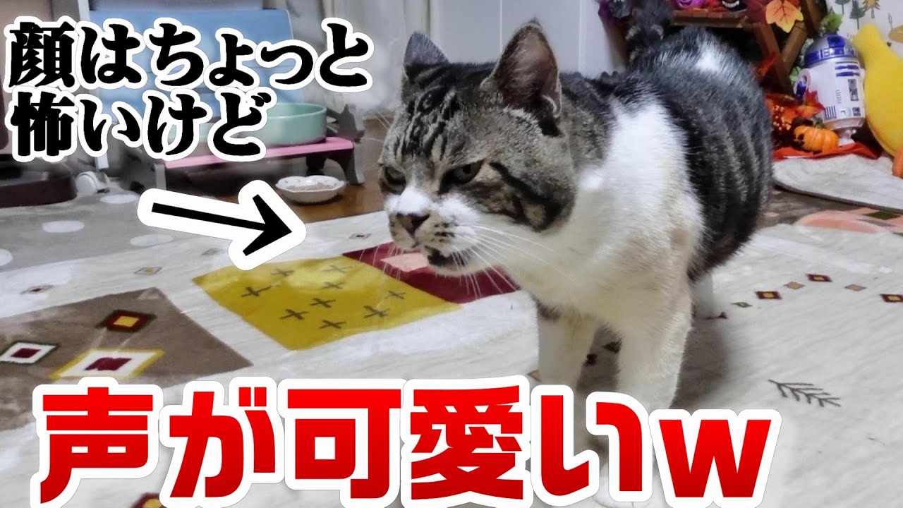 きじねこ おっさん猫だけど声は超可愛い♥リキちゃんの『うんあー』を聞いて