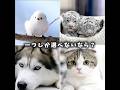 一つしか選べないなら? #動物 #可愛い #犬 #猫 #癒し