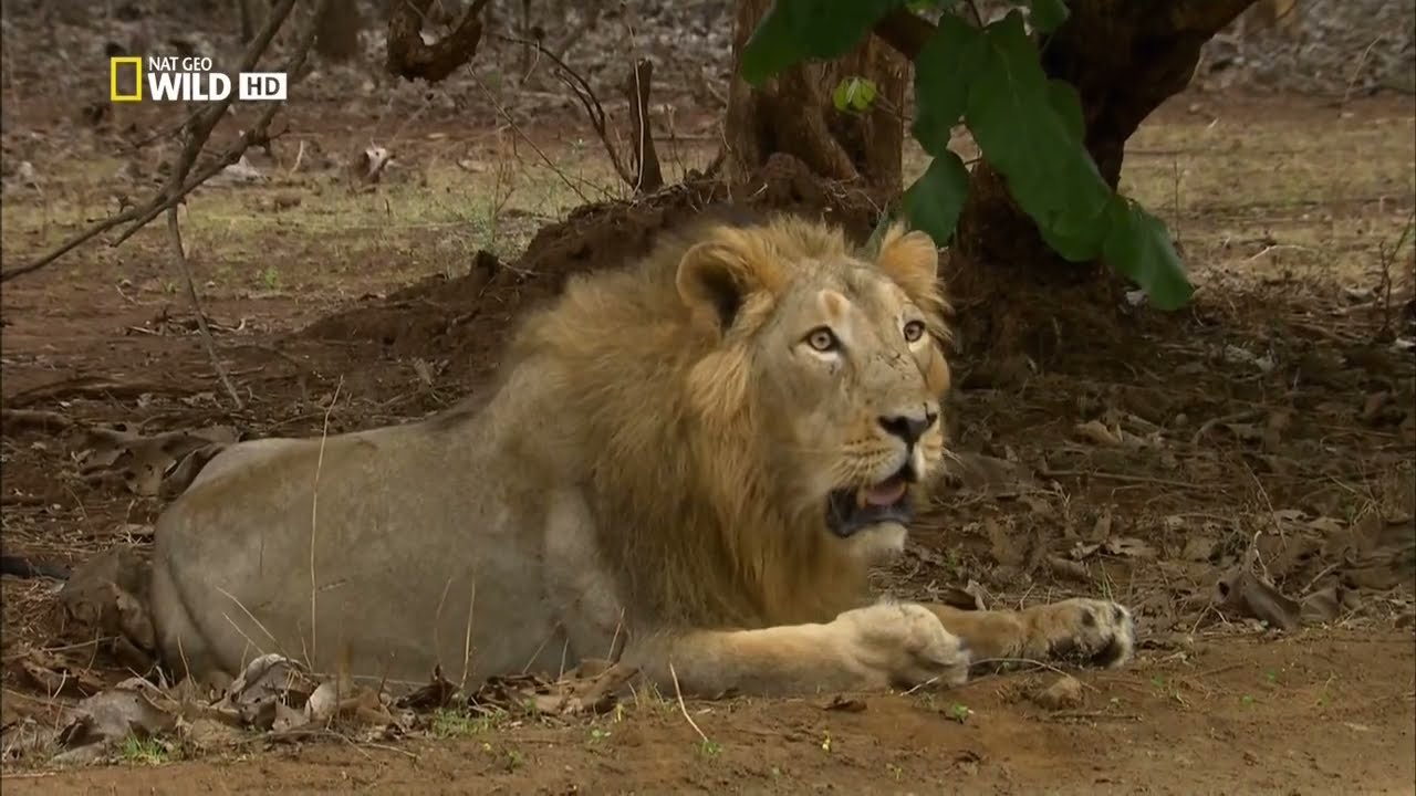 Азиатский лев