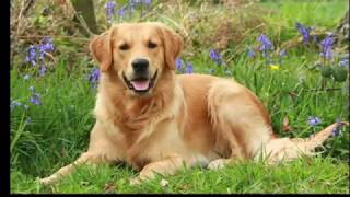 Golden Retriever Facts by Dog Planet 119 views 6 years ago 4 minutes, 44 seconds