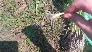 Planting Leeks | The easy way #allotment #allotmentgardening #leek