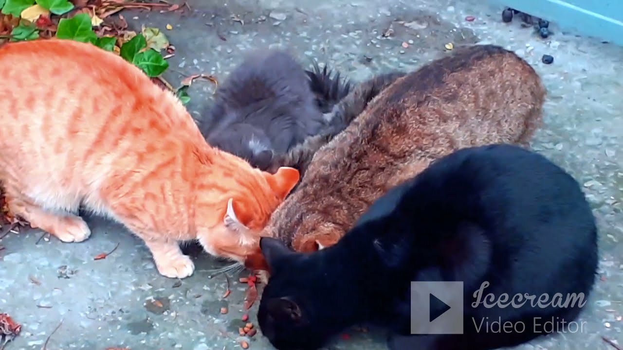 Собака разогнала всех кошек, с целью завладения их кормом, только один ...