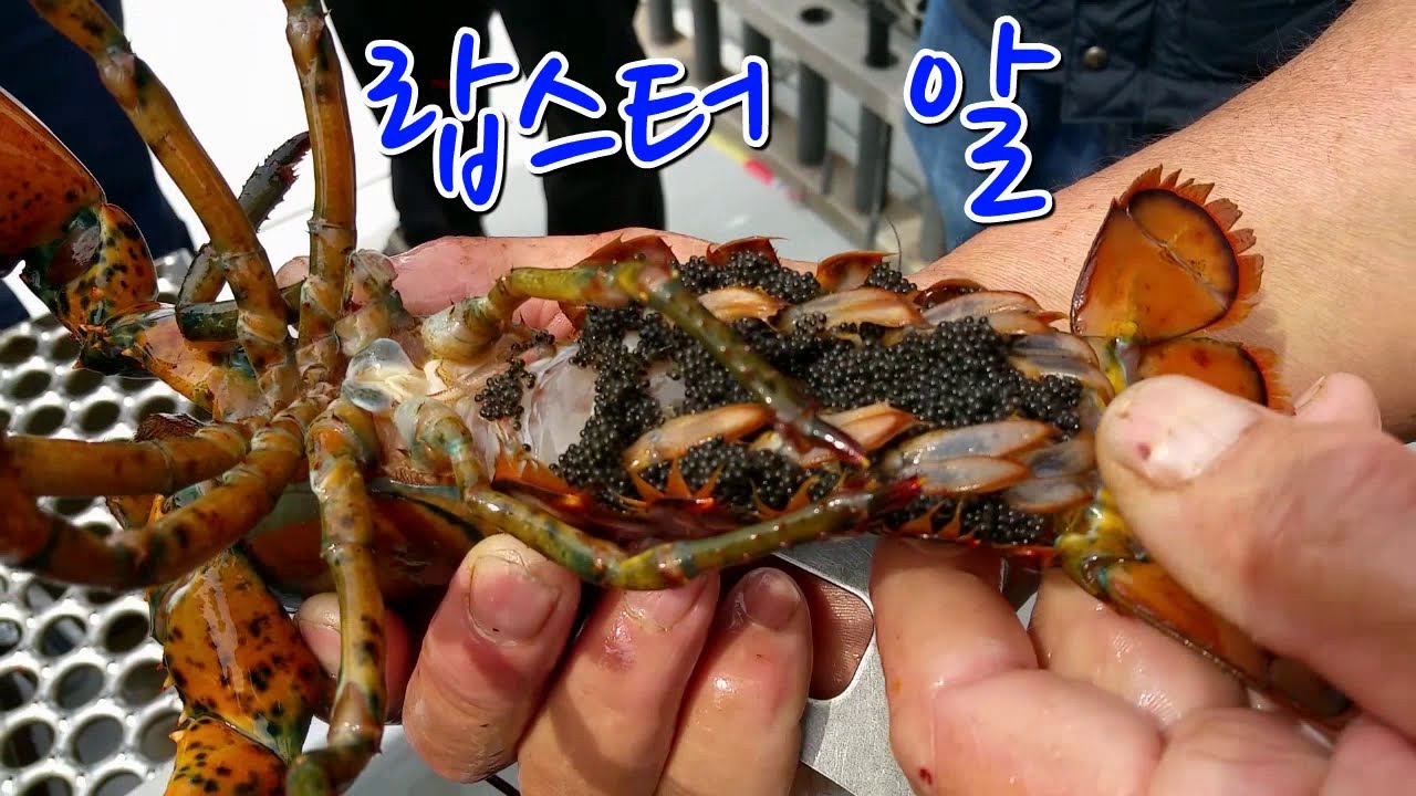 랍스터 알 자연상태 에서 알을 품고 있는 랍스터 본적 있나요 ? - YouTube