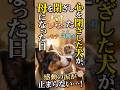心を閉ざした愛犬が、捨て猫の母親になることを決めた瞬間 #感動猫動画 #保護猫