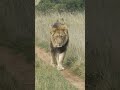 Nomadic Male Lion Strutting His Stuff🦁
