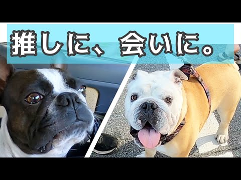 ぶるまるくんに会いに草津へ向かいました！！ボストンテリアきいろさん