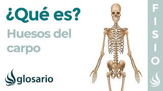 Hueso CARPO Que son significado donde se ubican funcion y lesiones