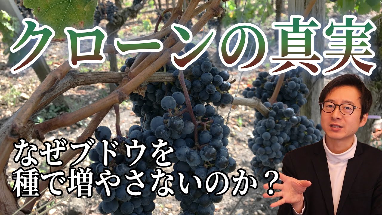 学ぶワイン vol.1 ブドウからワインへ