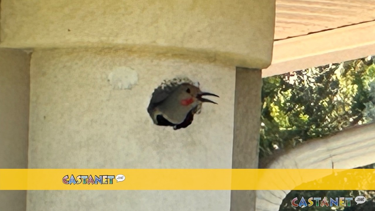 Woodpecker takeover