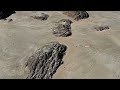 Playa rajada hermit crabs