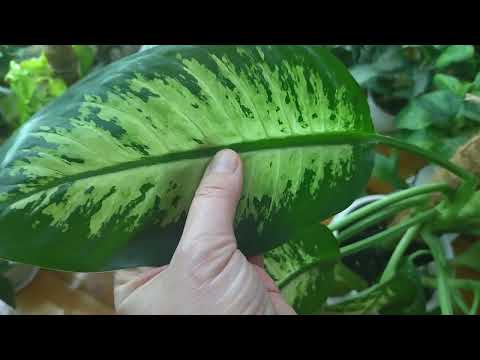 Видео: Популярные комнатные растения диффенбахии: разные виды диффенбахии