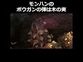 知ってた？モンハンのボウガンの秘密
